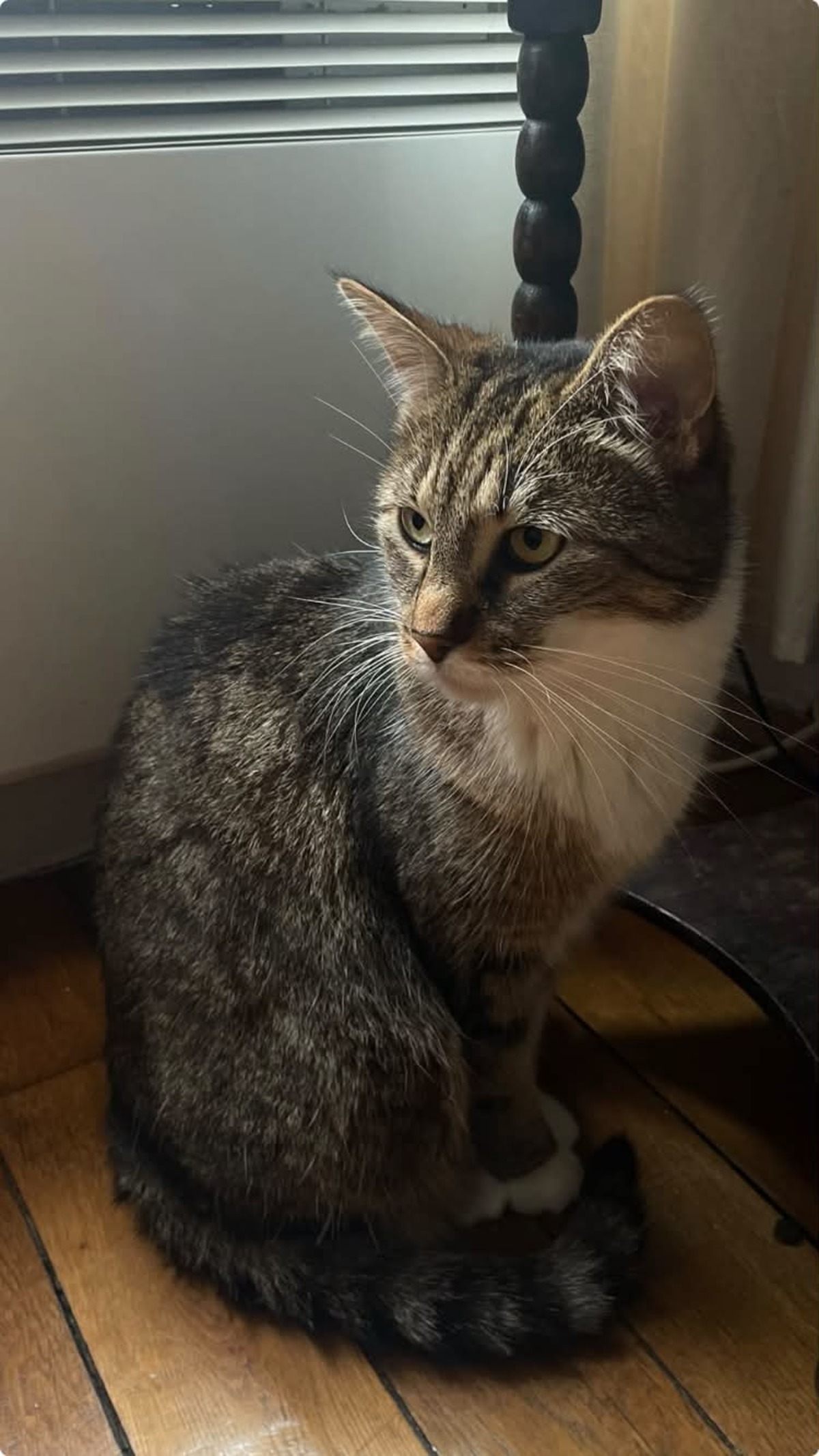 Adoption Faye