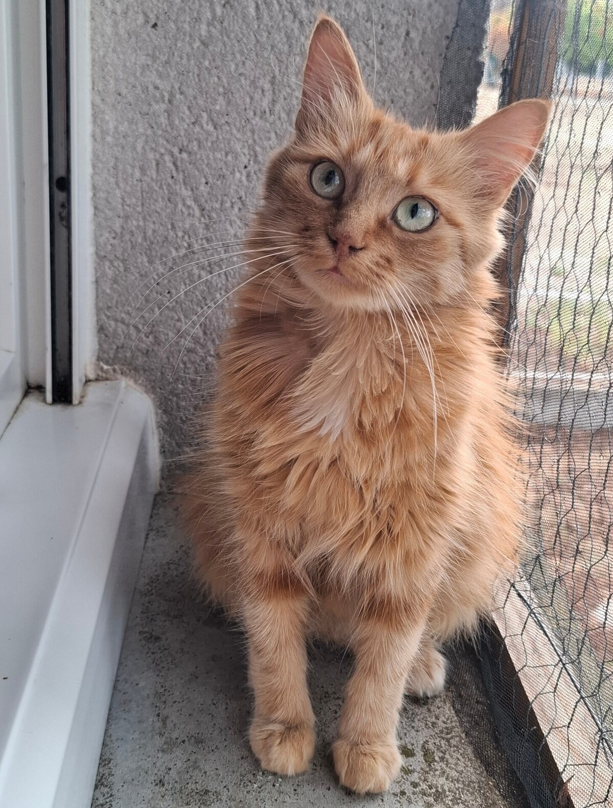 Adoption Mimi