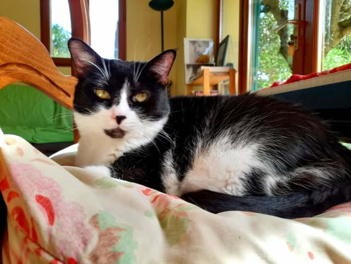 Adoption Chimpy