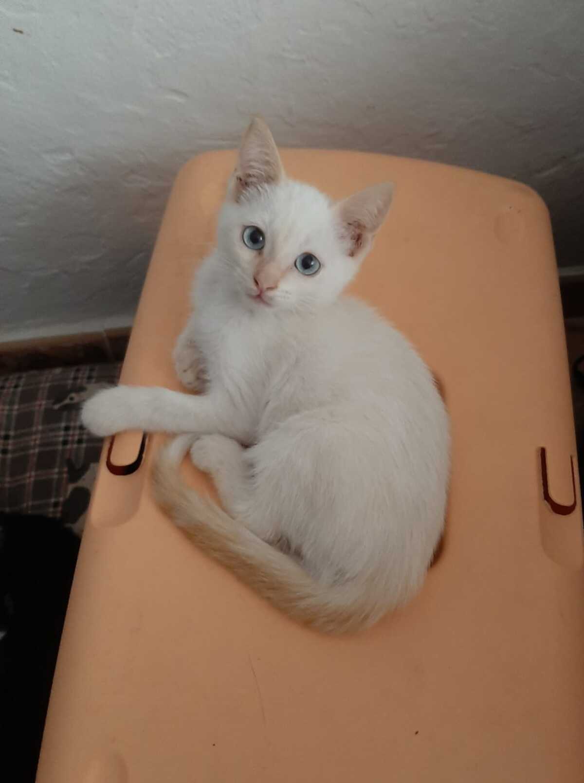 Adoption Eduard