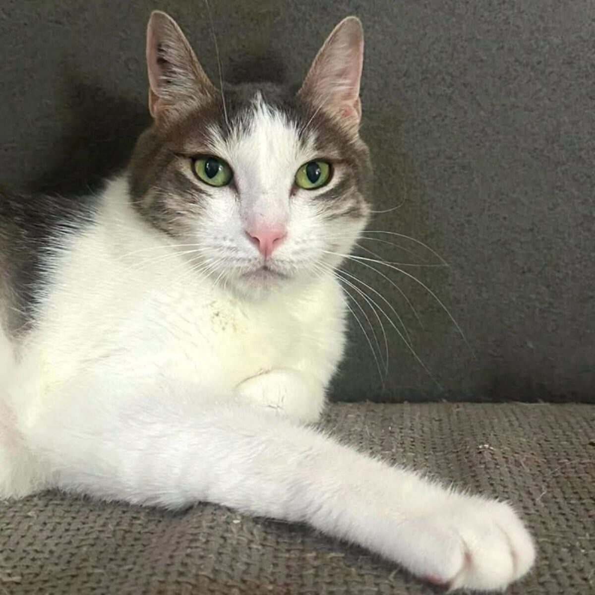 Adoption Aurore 