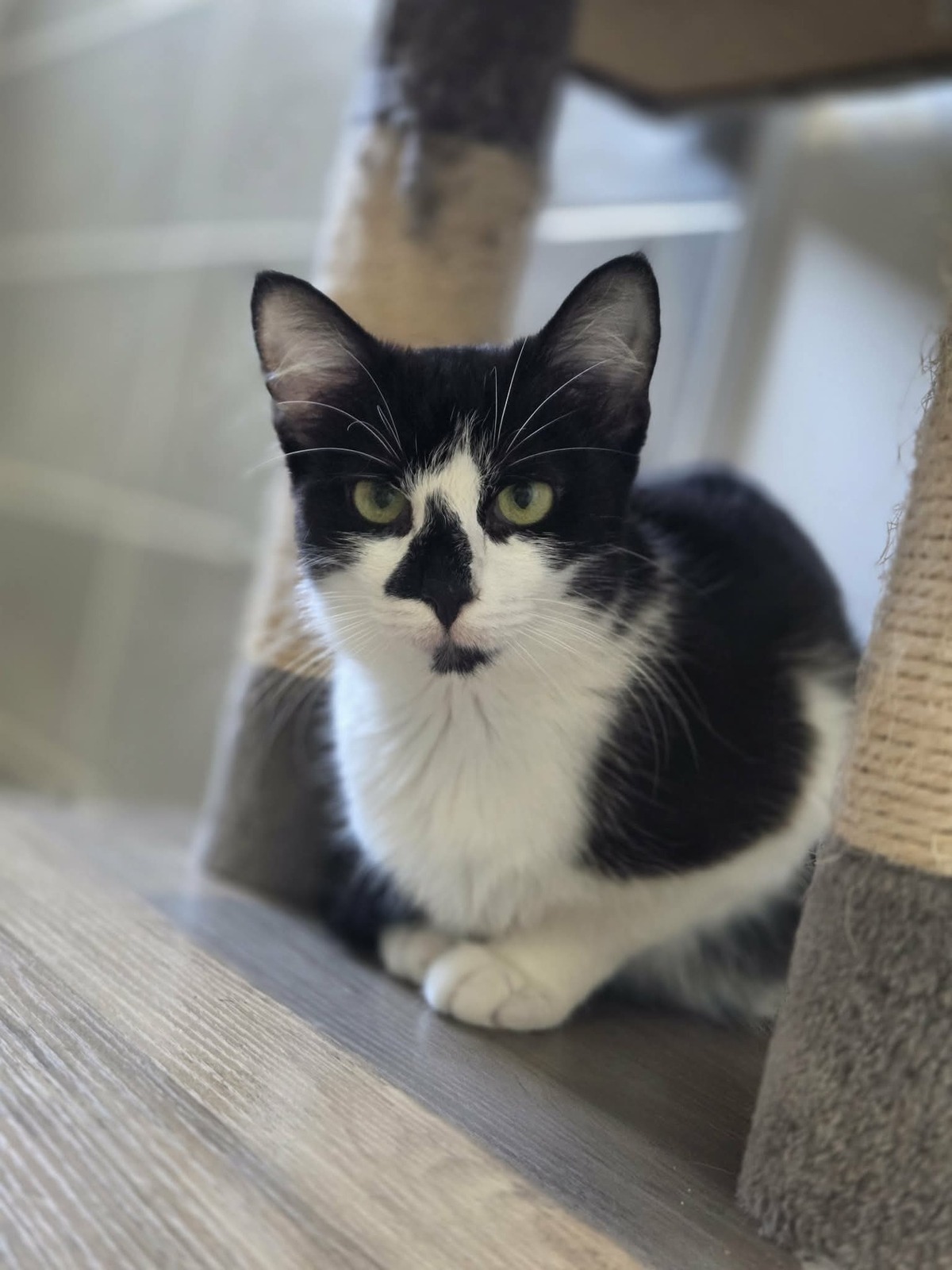 Adoption Clairette