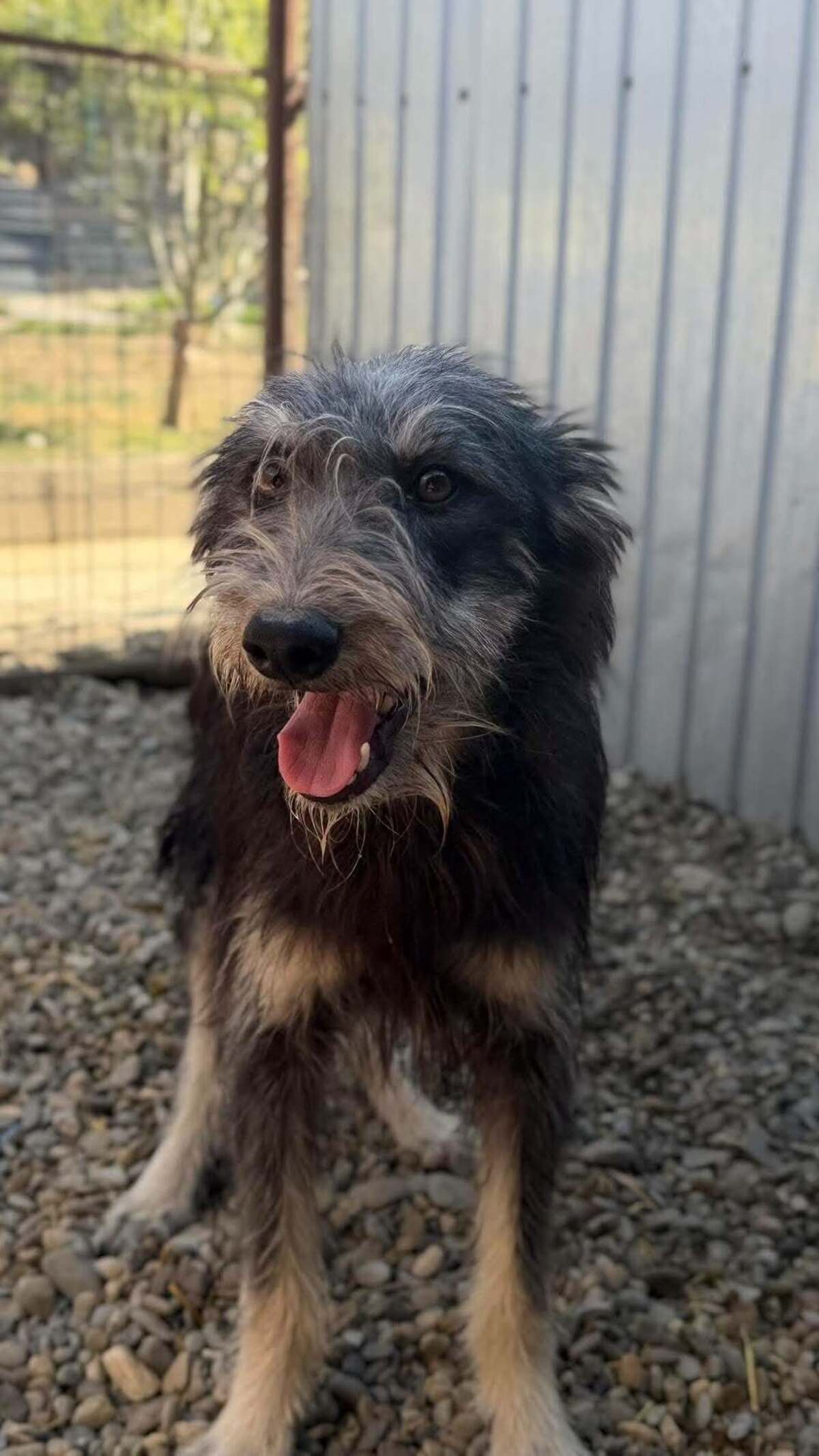 Adoption Nori