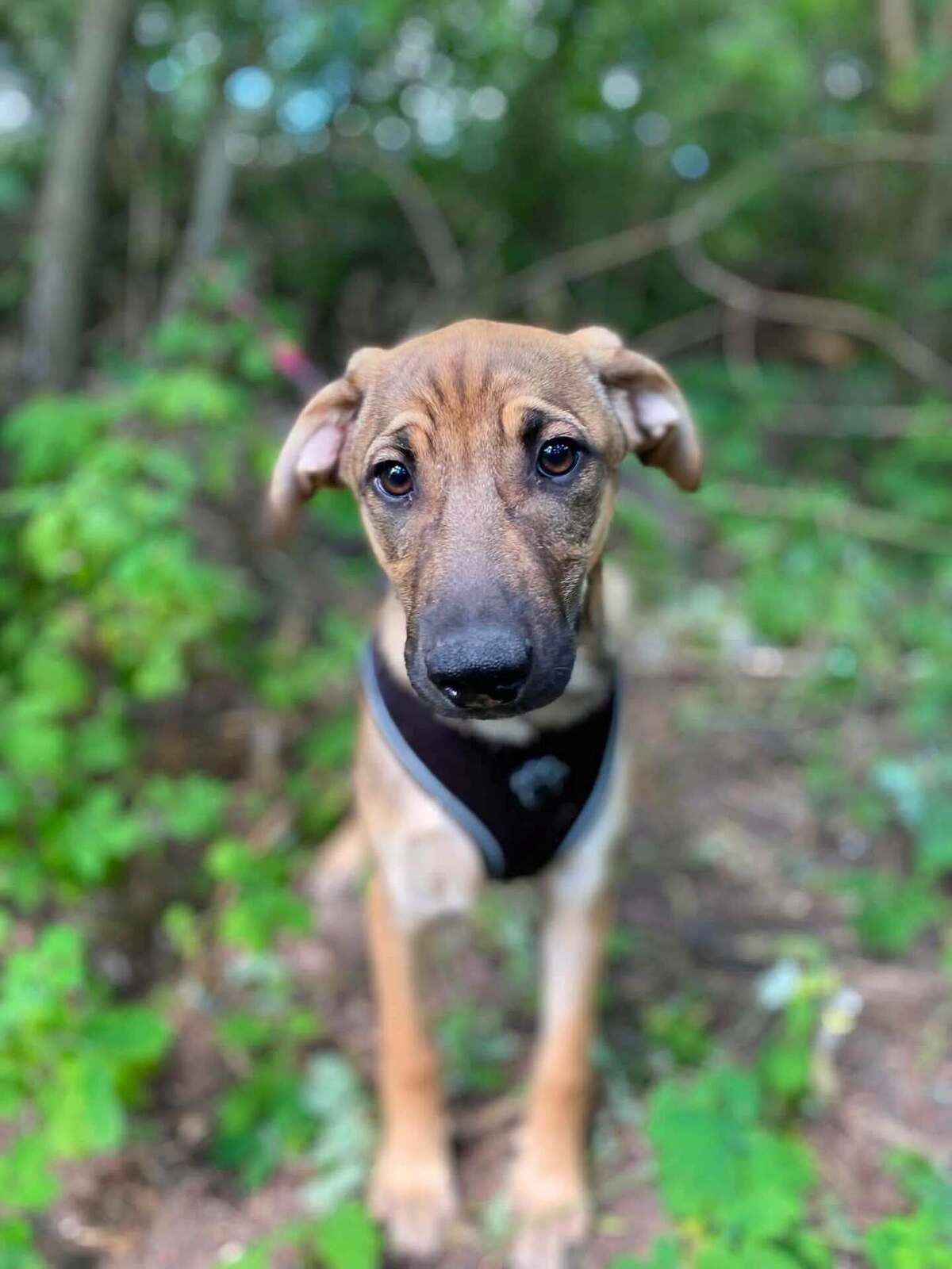 Adoption Larson