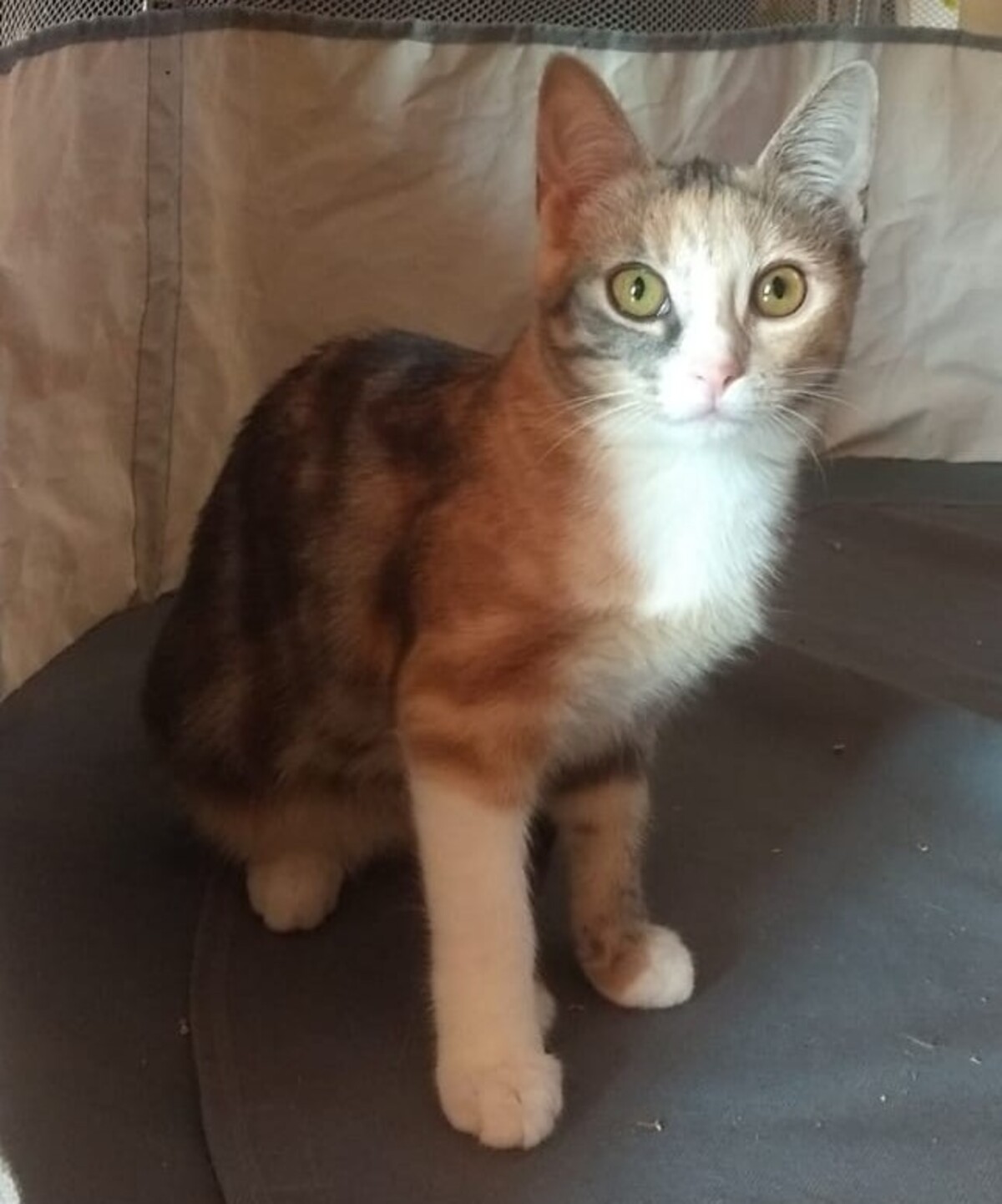 Adoption Bijou