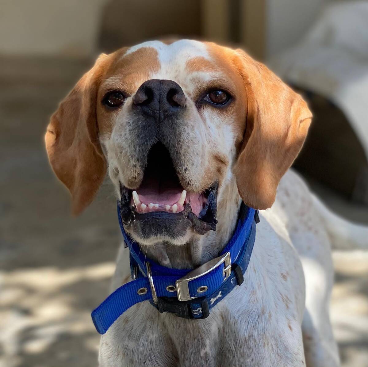 Adoption Scampy