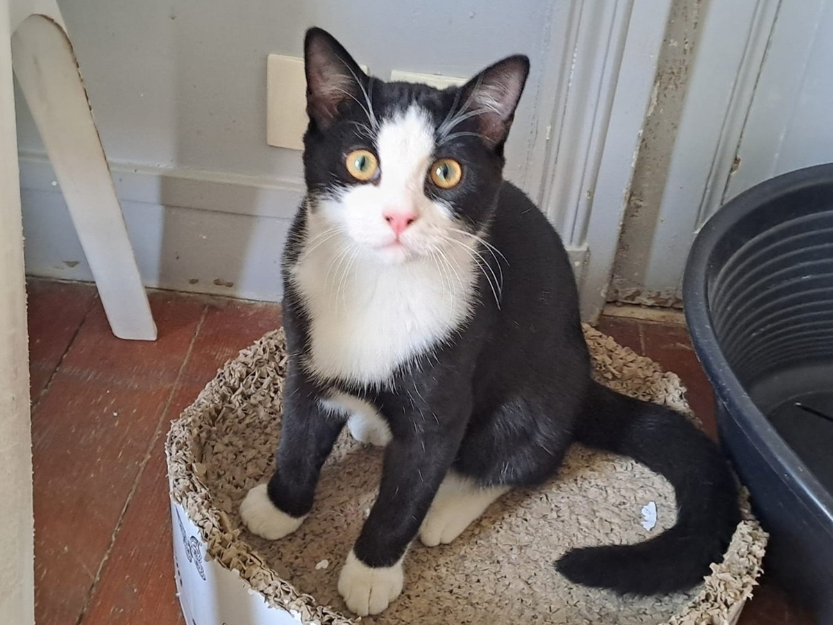 Adoption Beckett