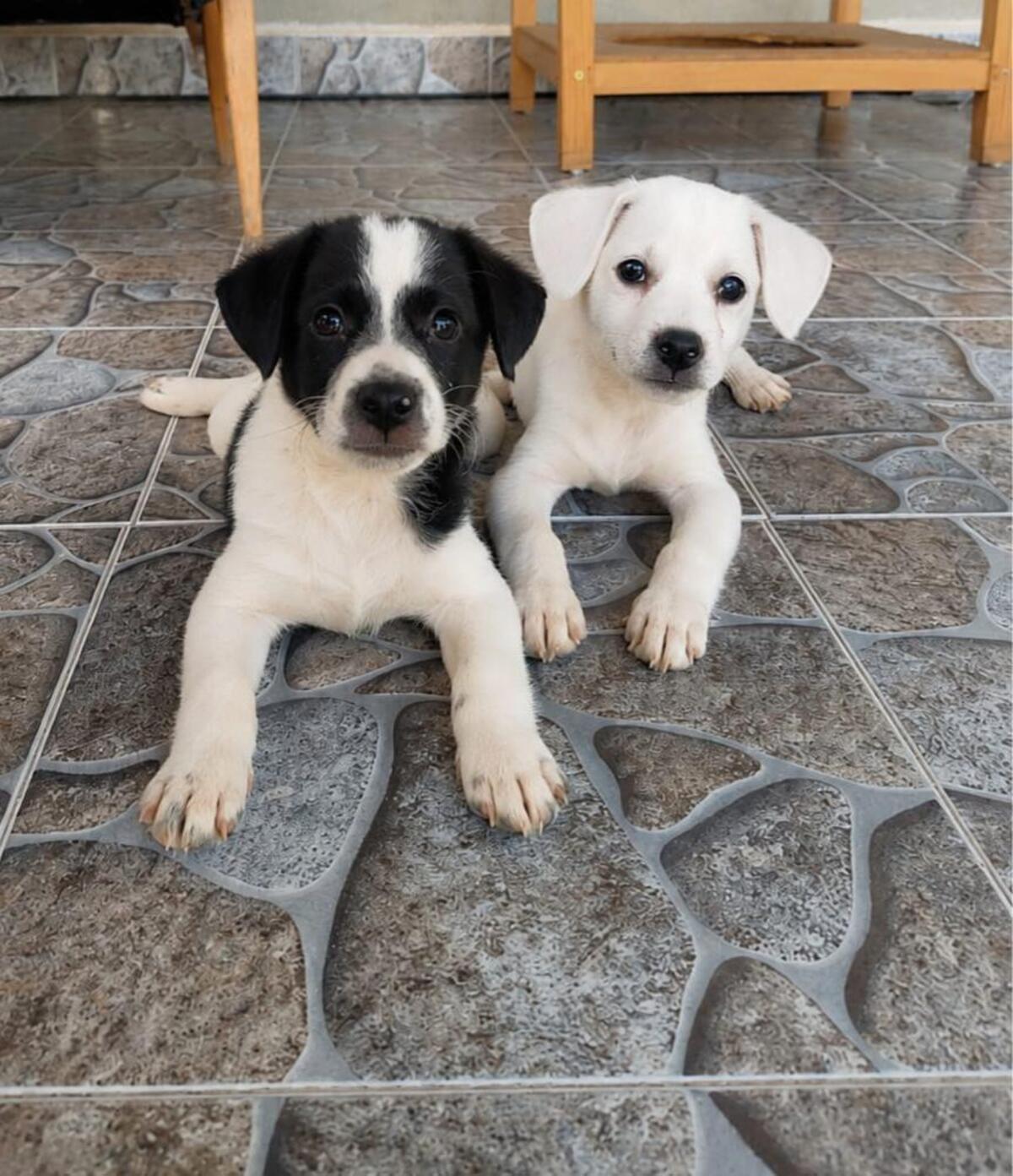 Adoption Lucky