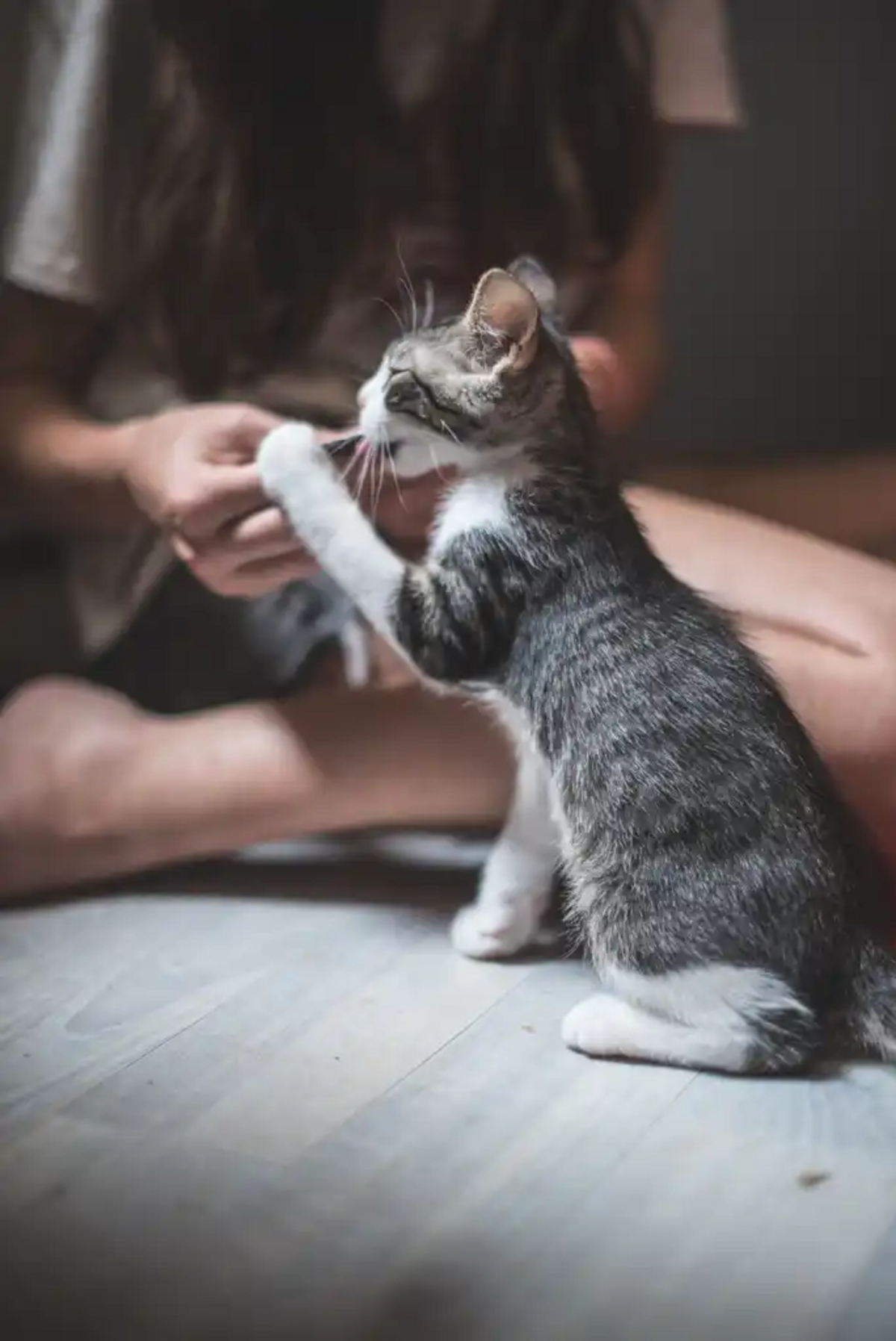 Adoption Bandy