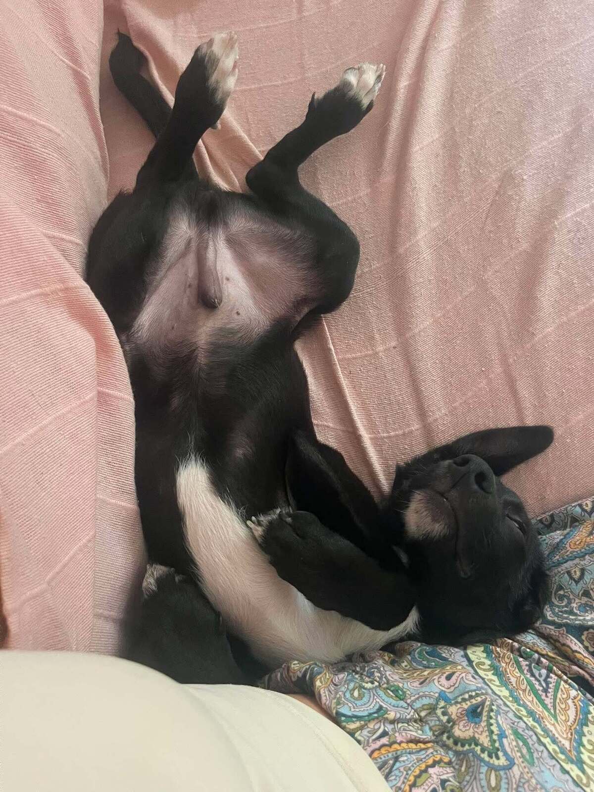 Adoption SAPHIR