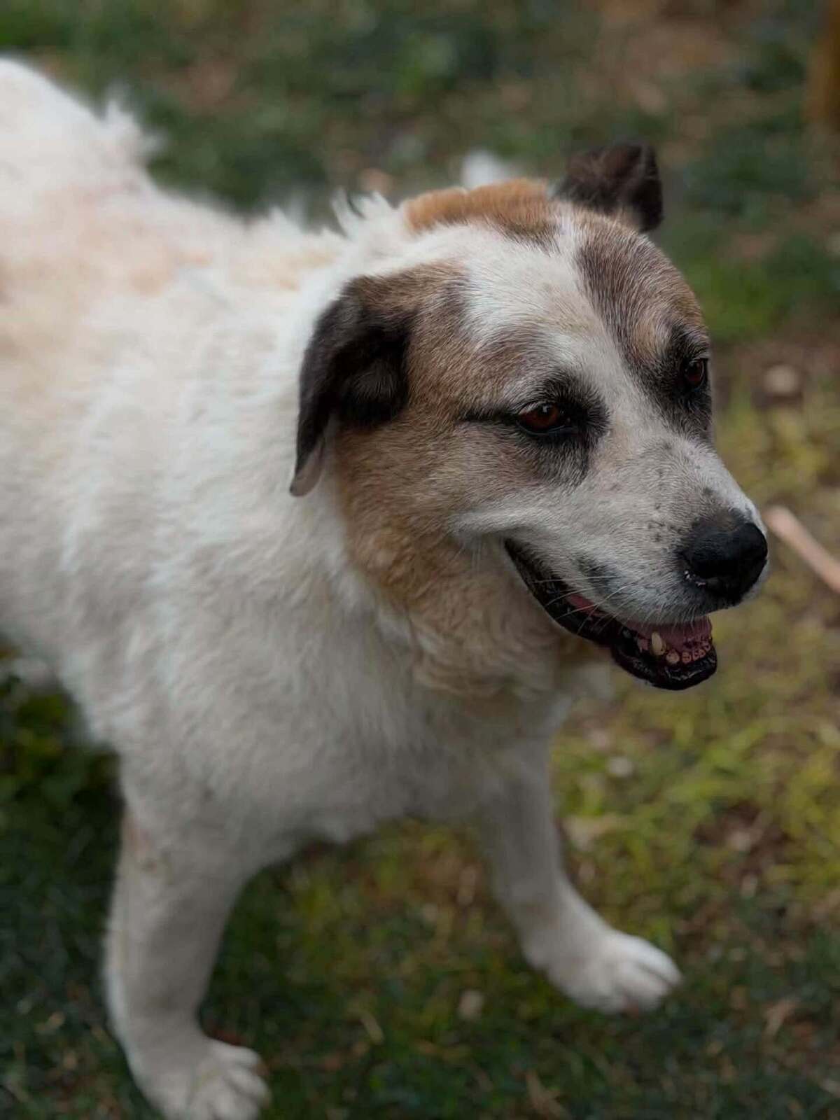 Adoption Orme