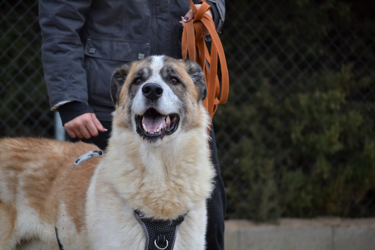 Adoption SKAR