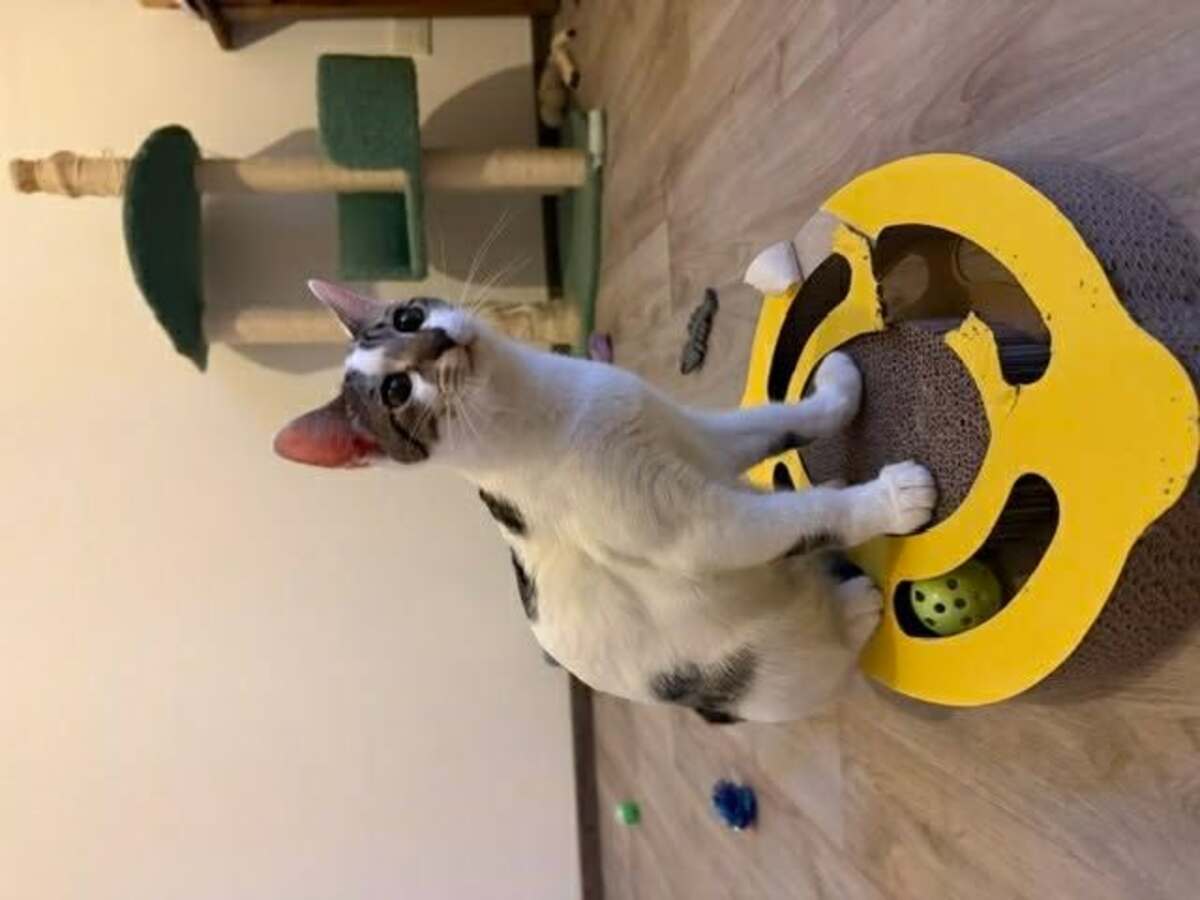 Adoption Bambou