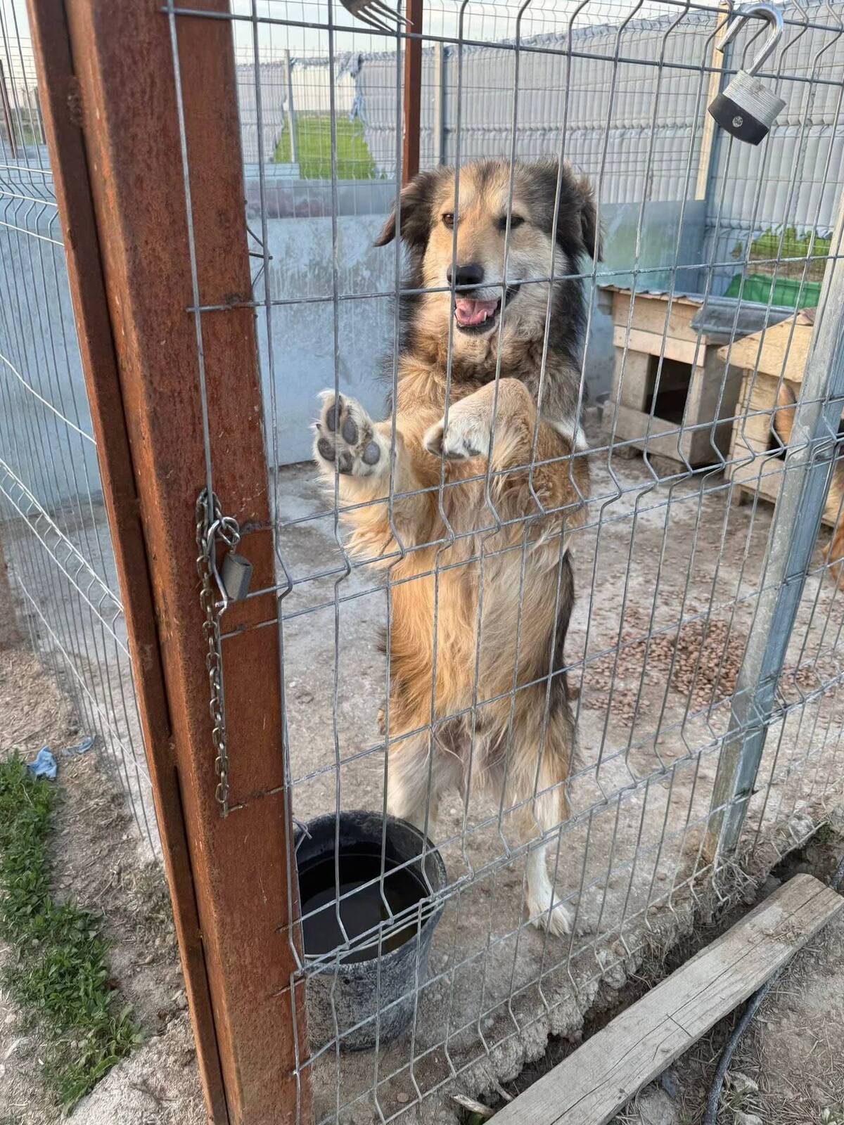 Adoption Freddie