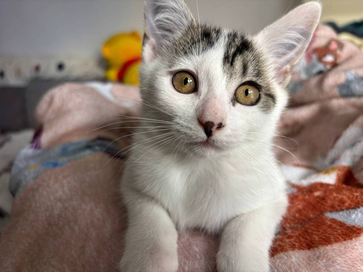 Adoption Jessy