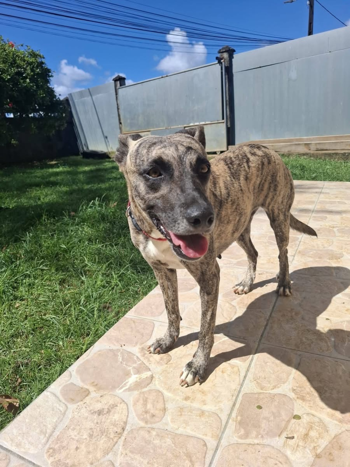 Adoption Donna