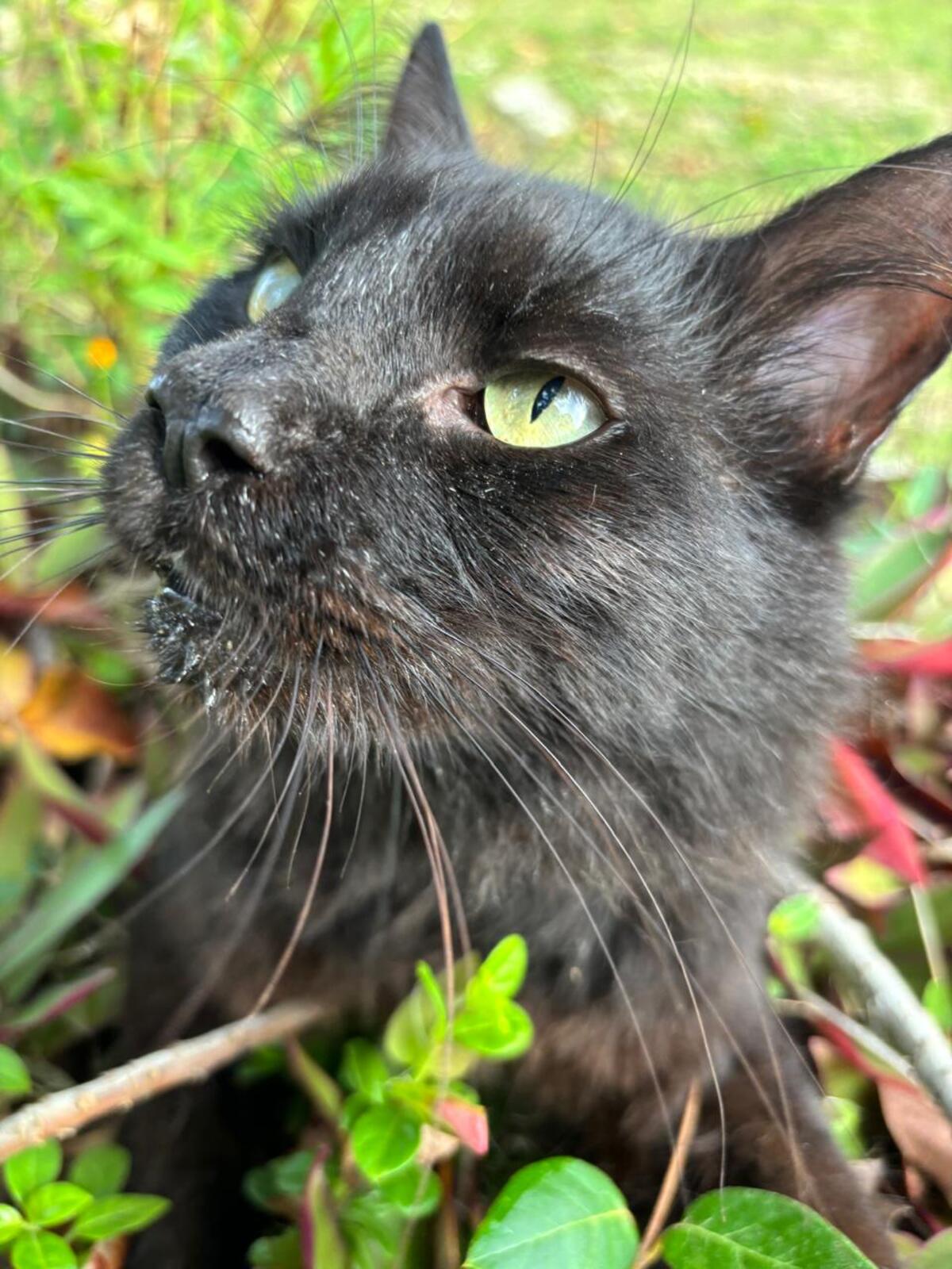 Adoption Lissandre