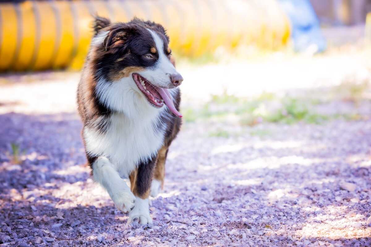 Adoption Aiko