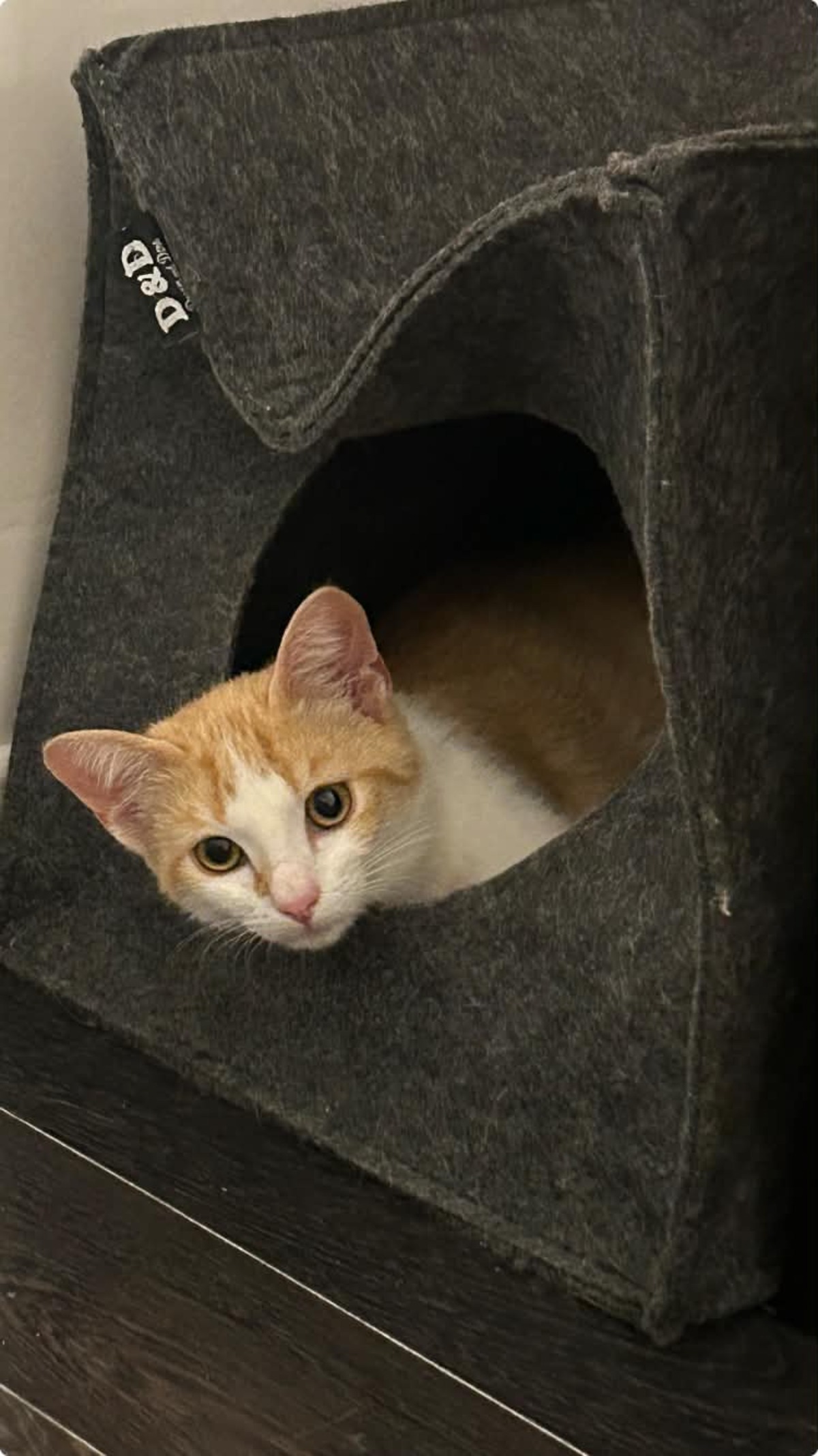Adoption Bella