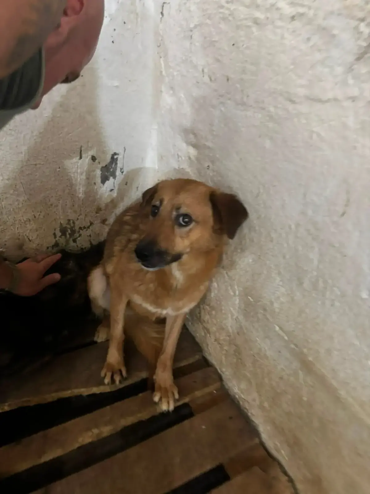 Adoption Mila