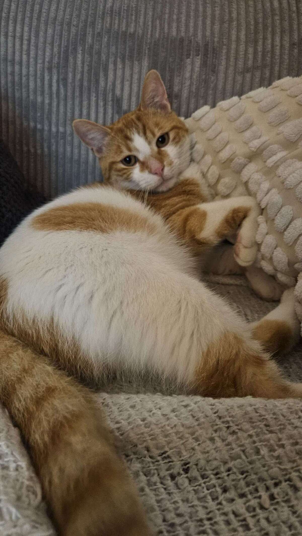Adoption Baku