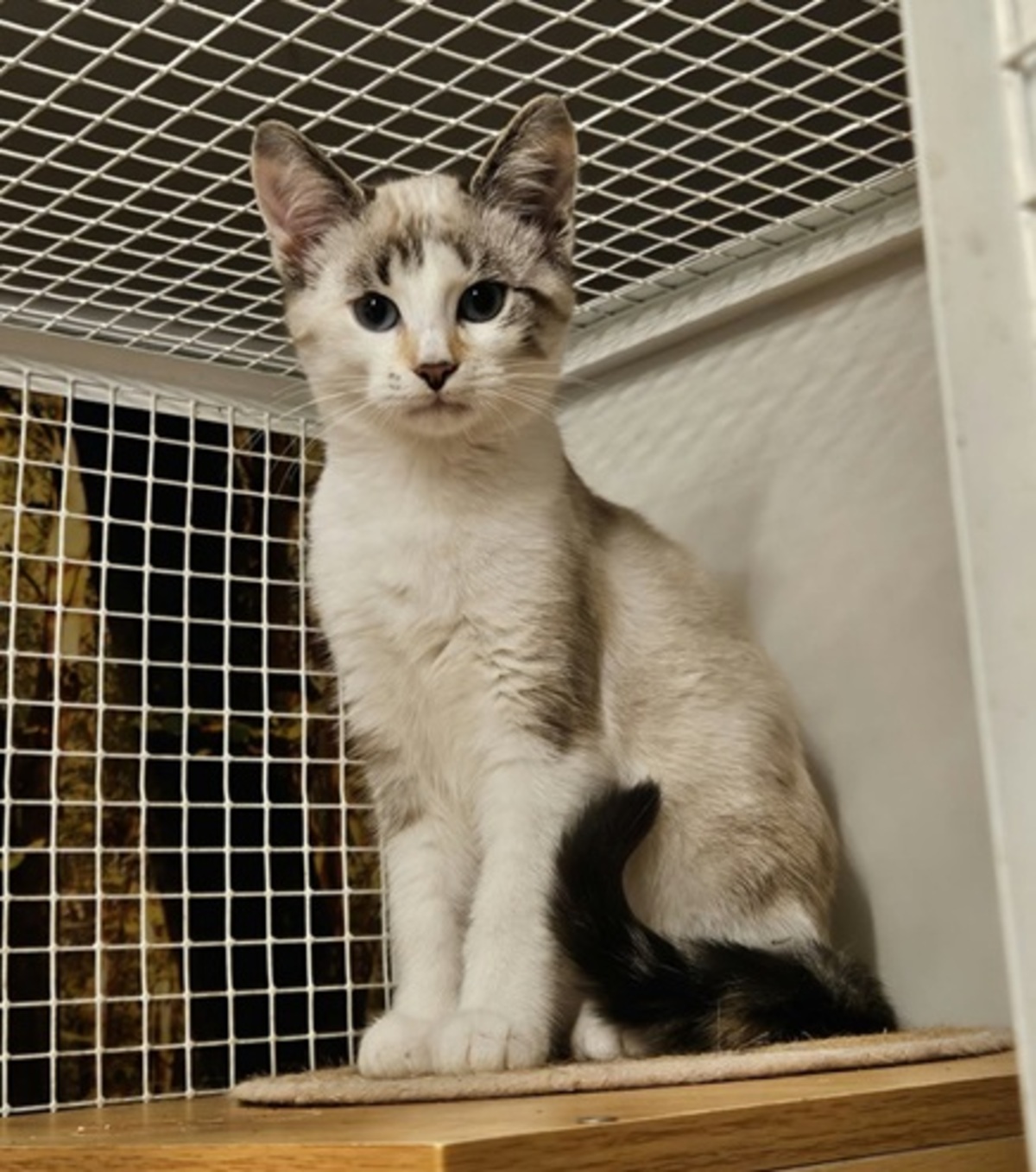 Adoption Bijou
