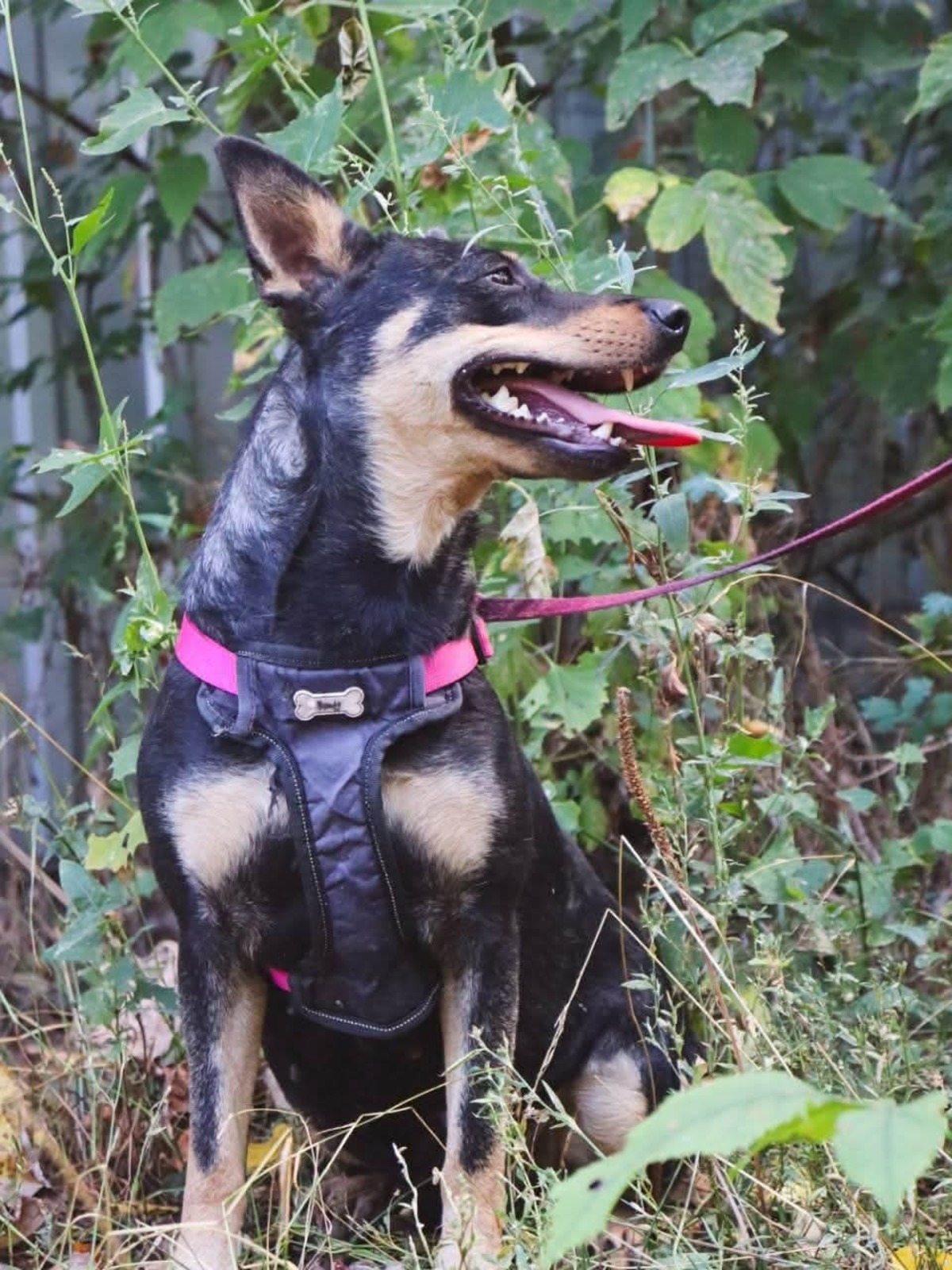 Adoption Sharlota