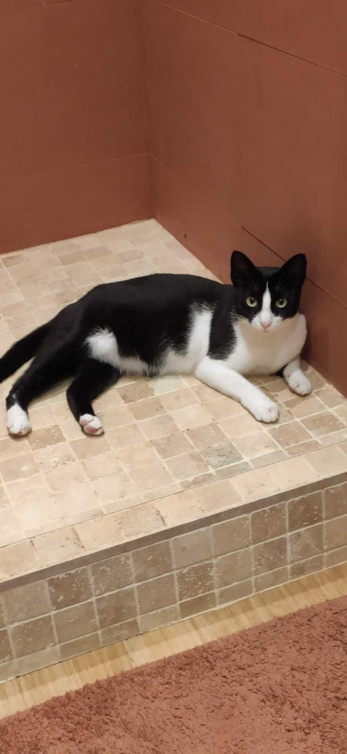 Adoption Minouchka 