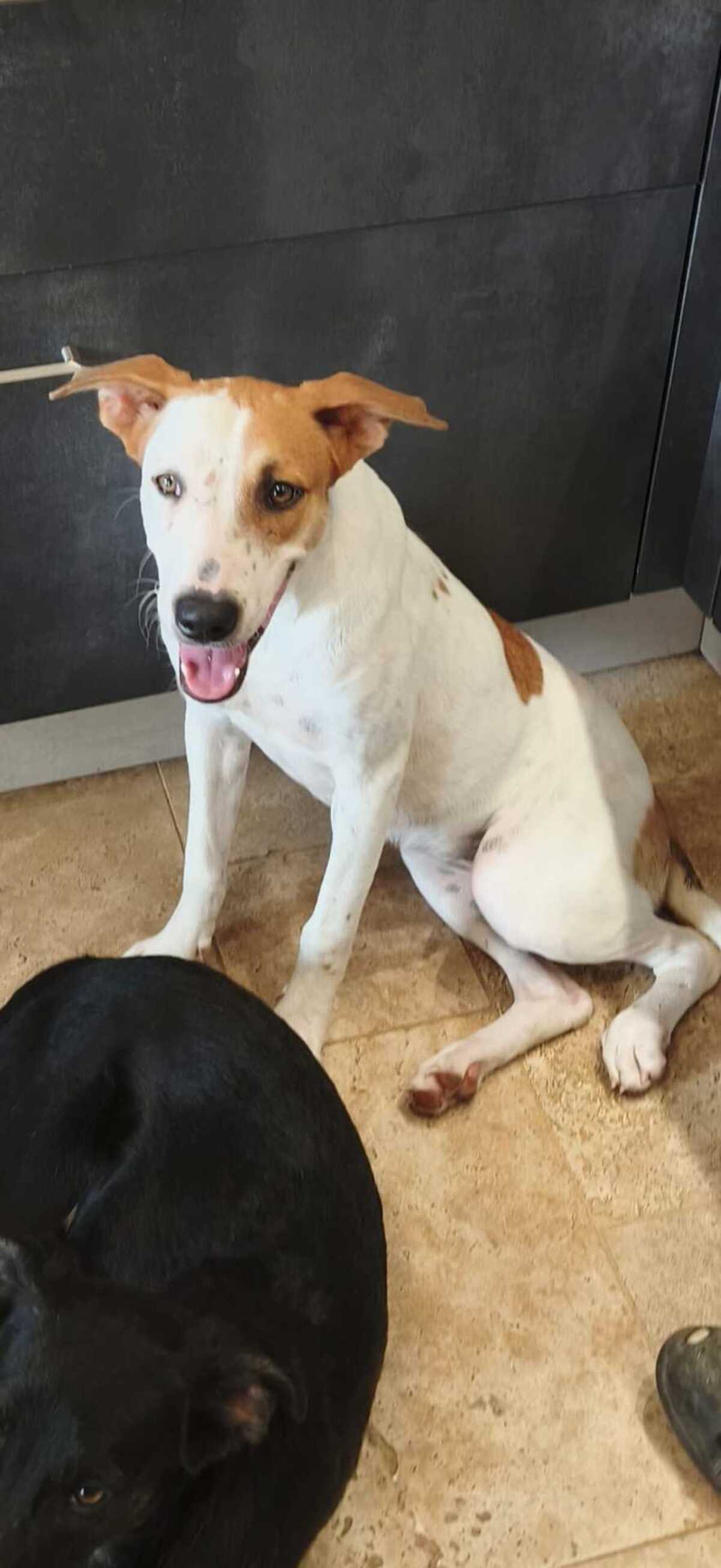Adoption Savea