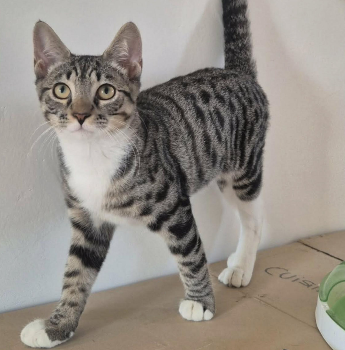 Adoption BANDIT 