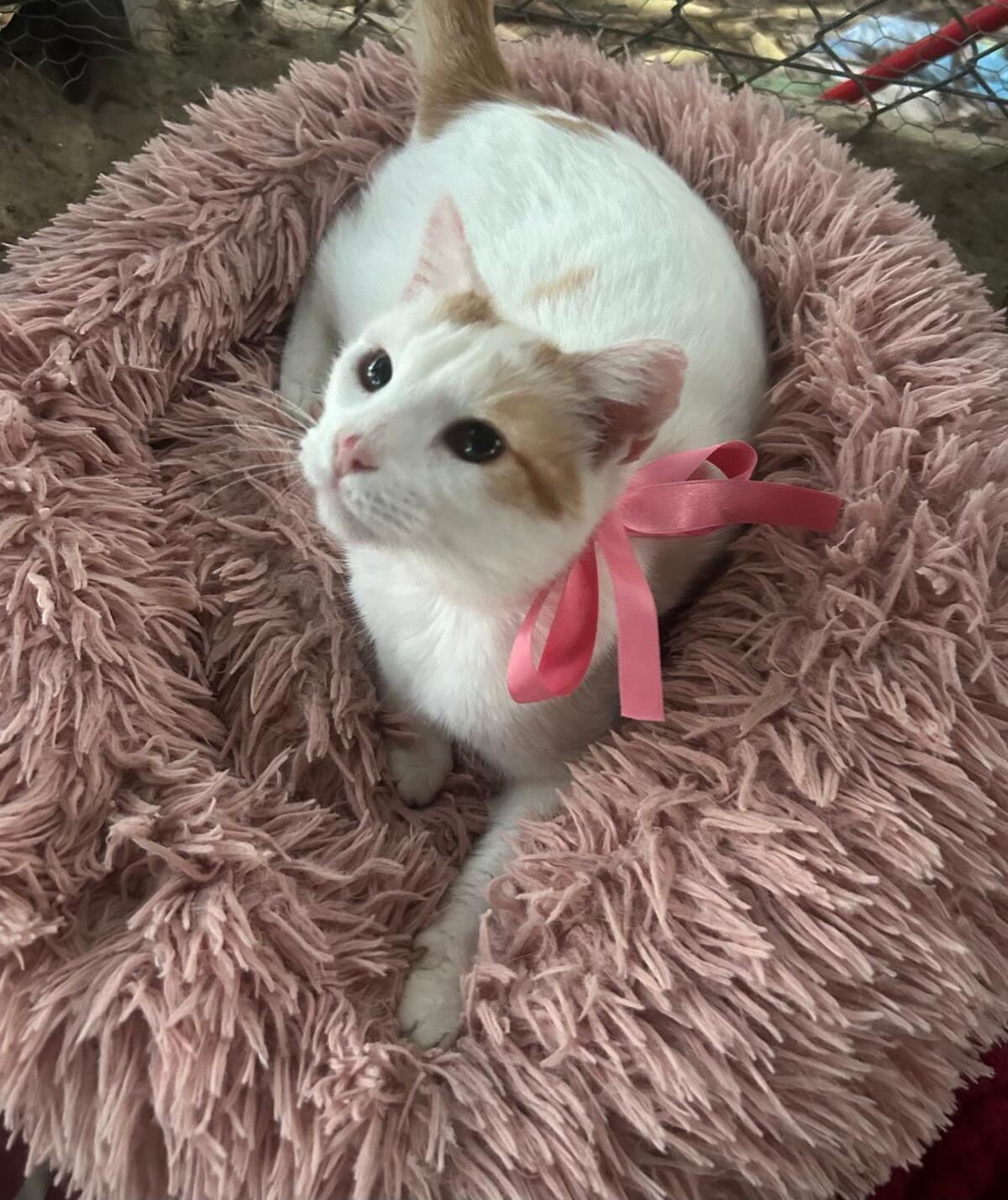 Adoption Chilin