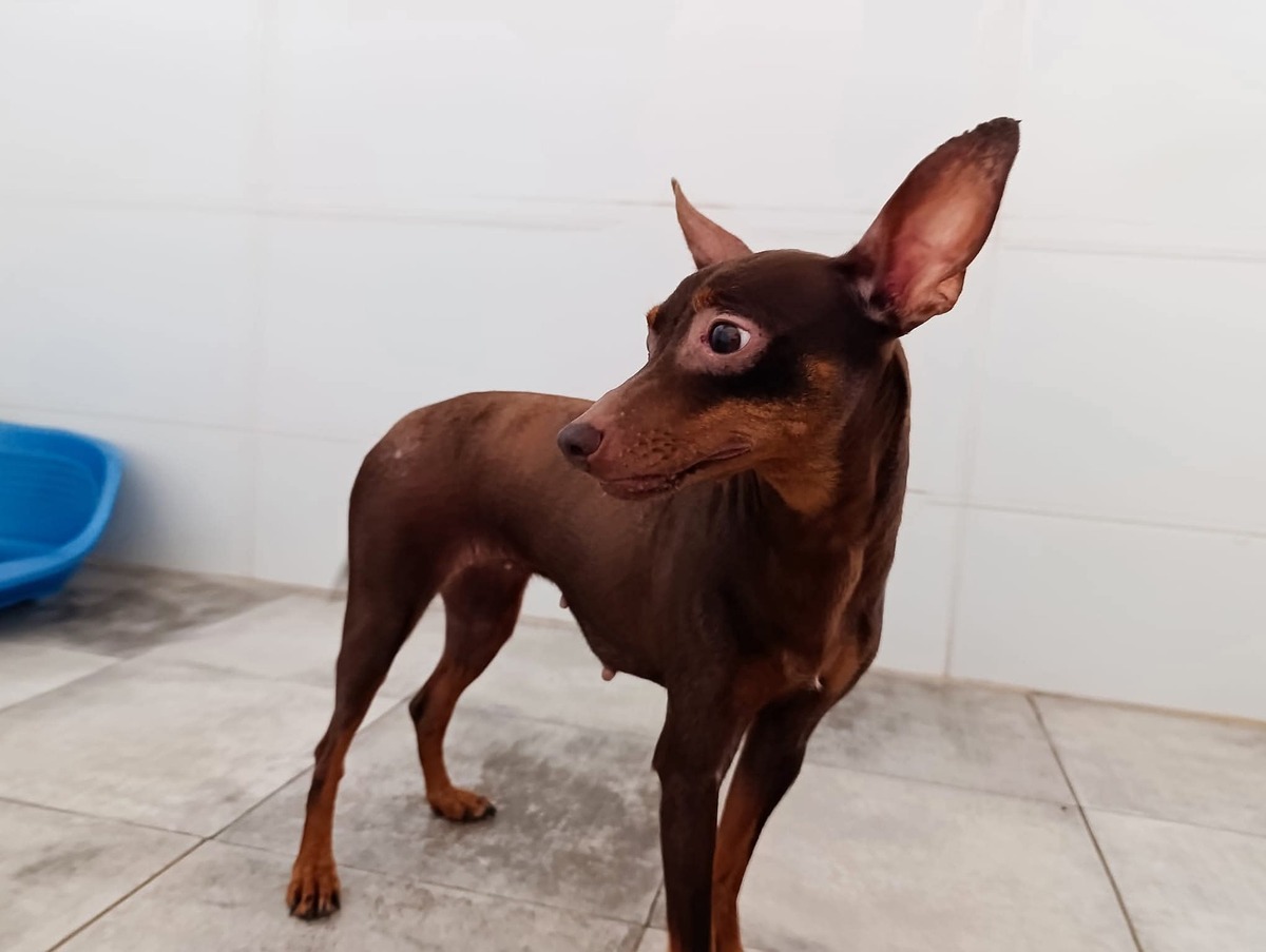 Adoption CANELA