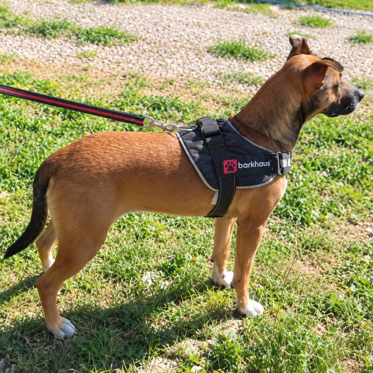 Adoption Mia