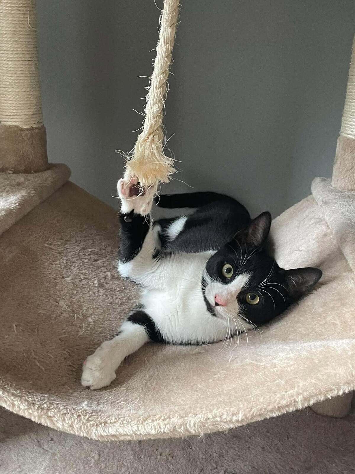 Adoption Flash & Filou