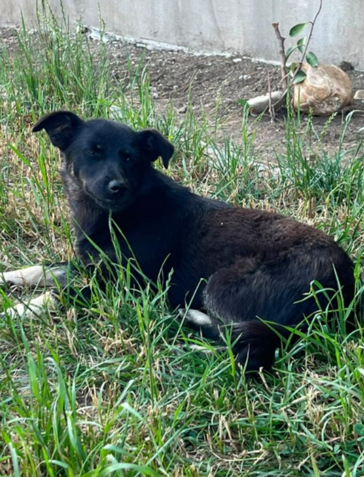 Adoption Nerra