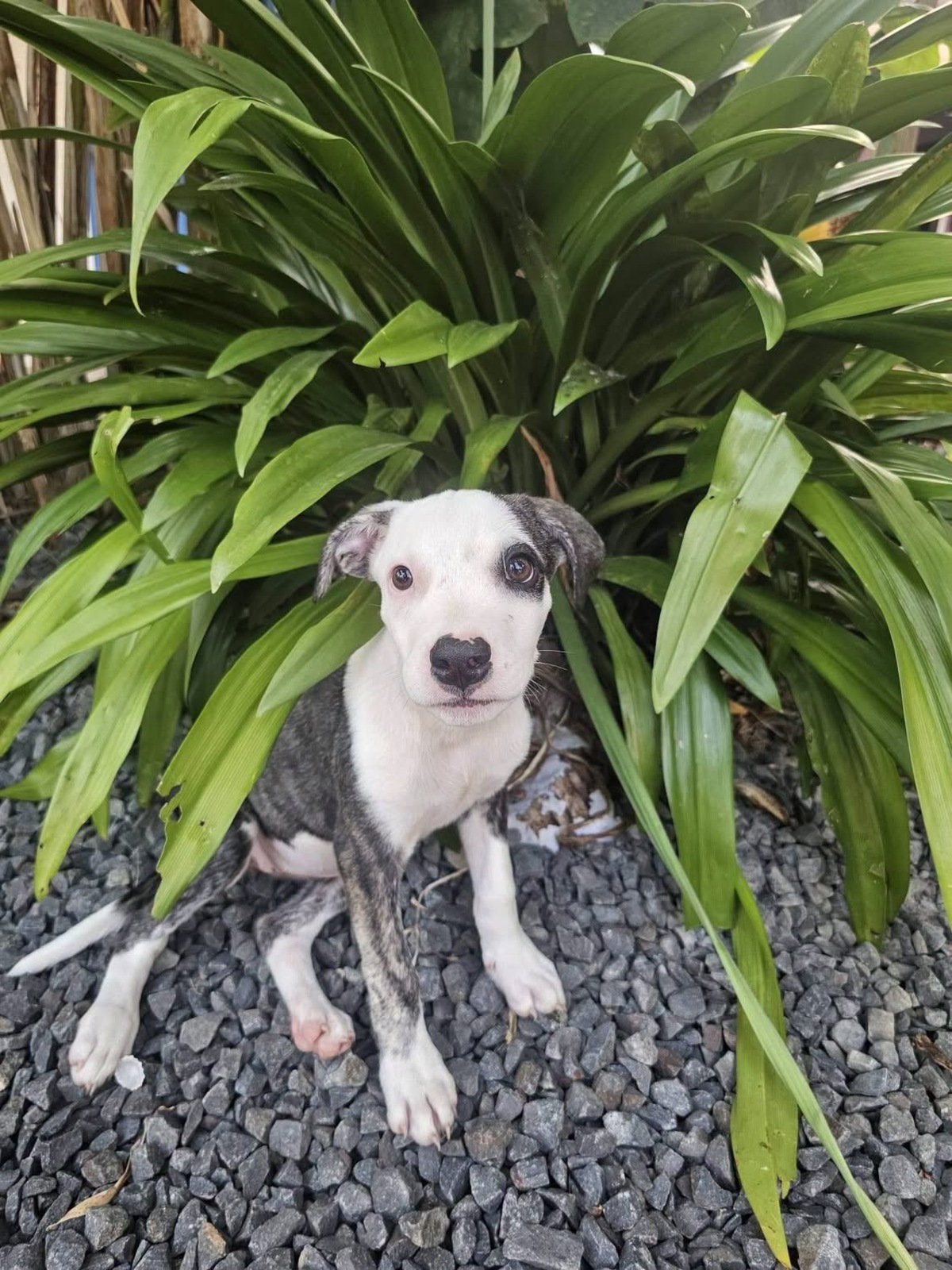Adoption Tequila