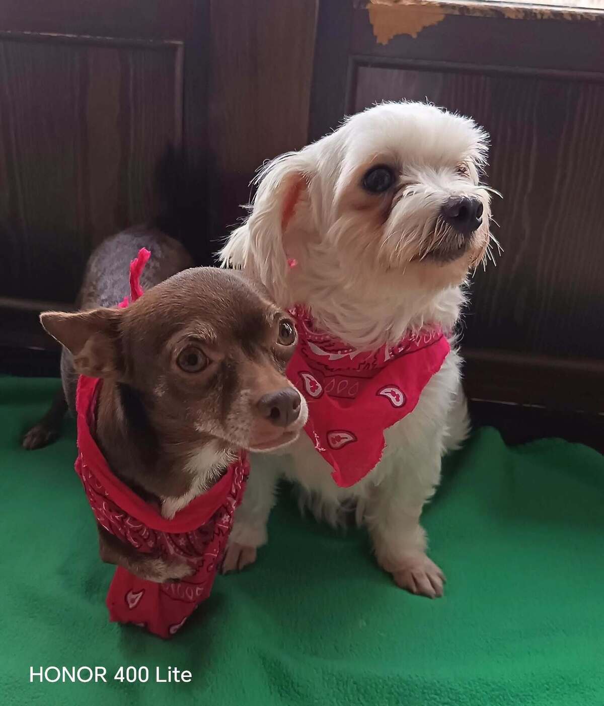 Adoption Tuli et Pirata 