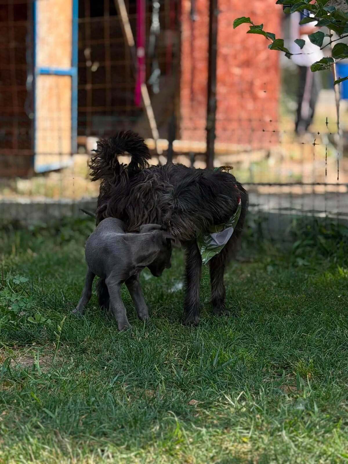 Adoption COUSCOUS
