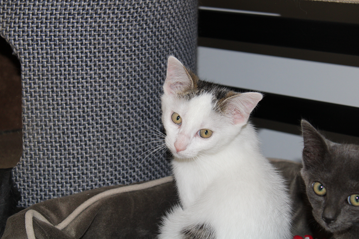 Adoption Bobby