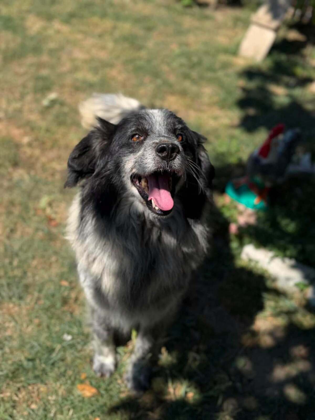 Adoption Domino