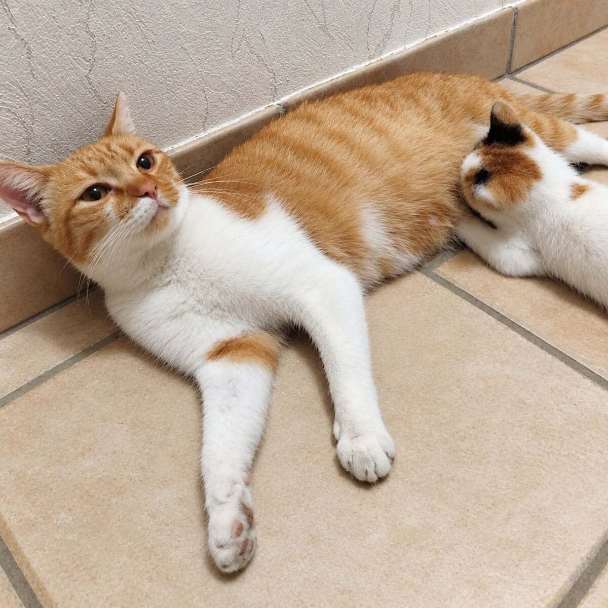 Adoption Tulipe 