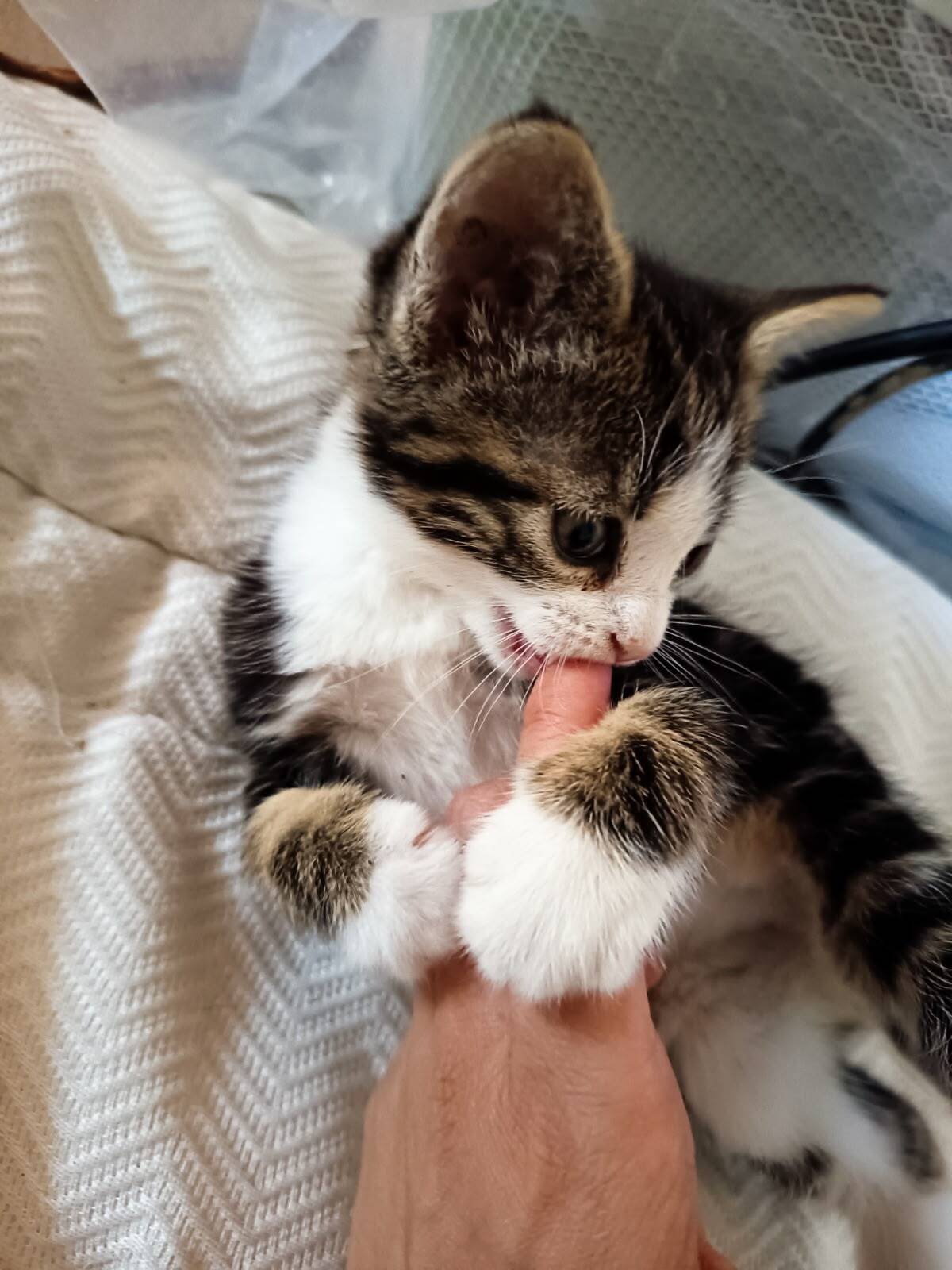 Adoption Bucky