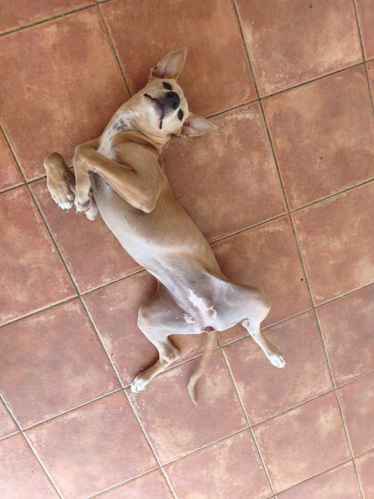 Adoption Mika
