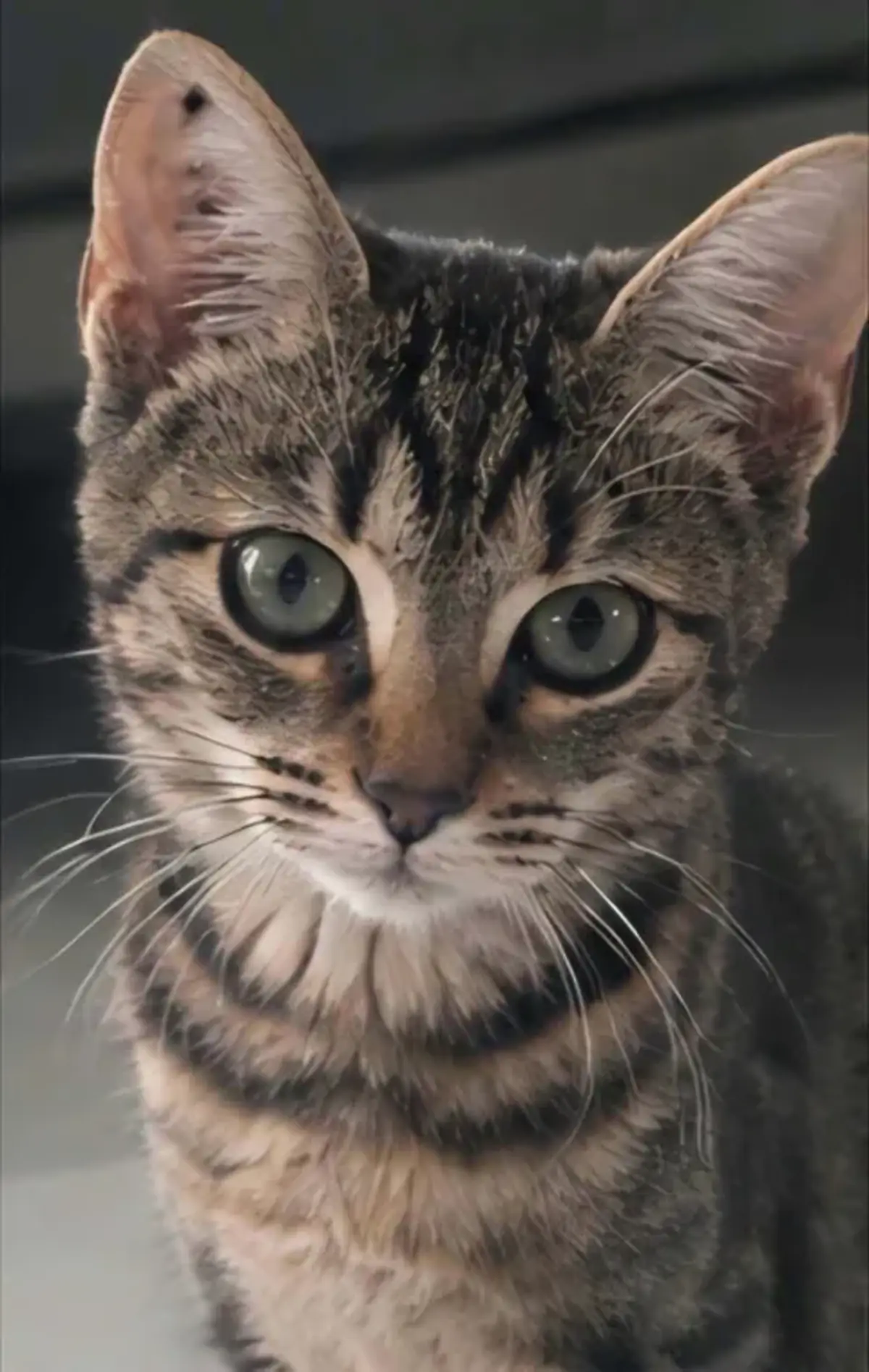 Adoption Romy