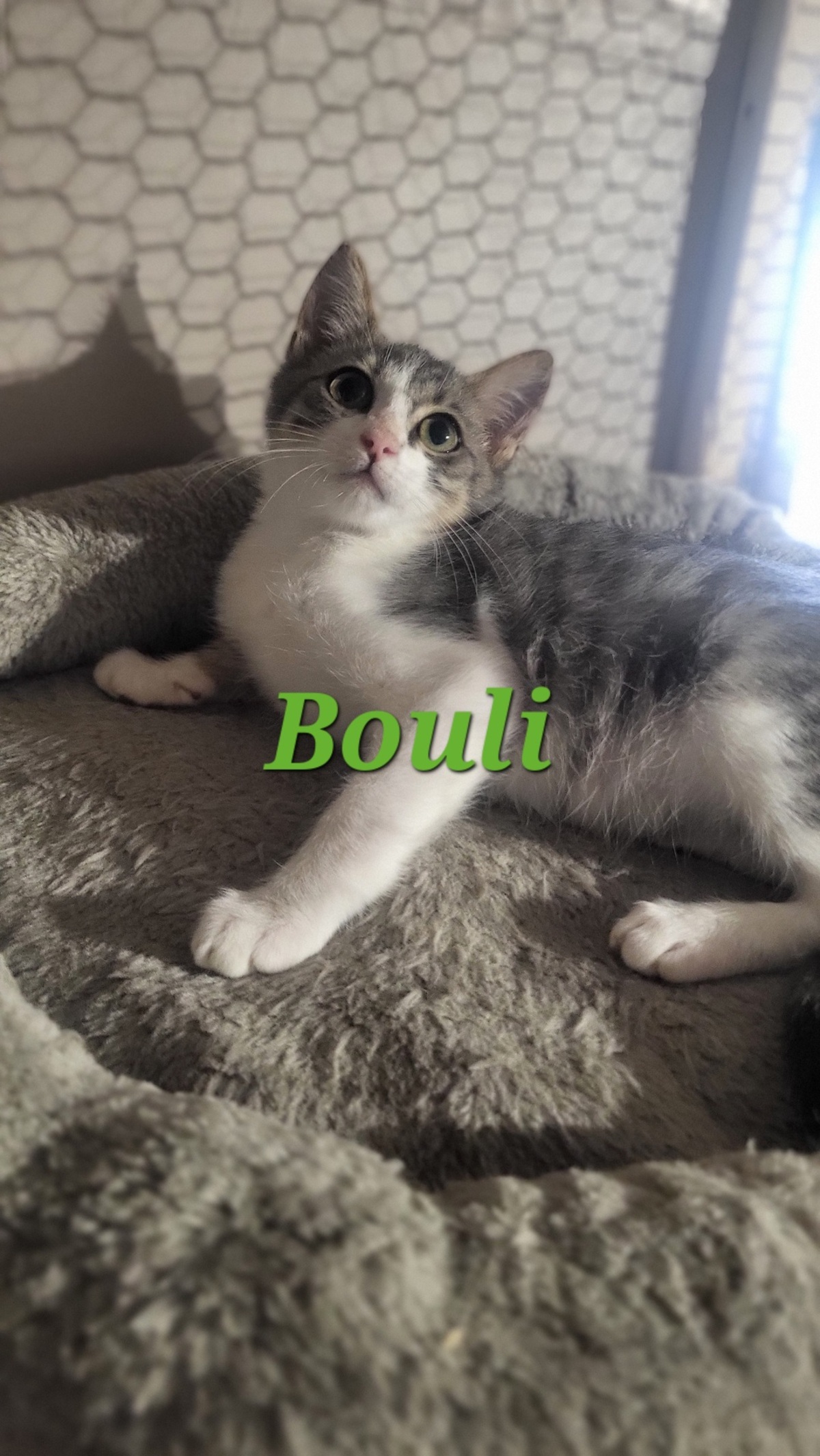 Adoption Bouli