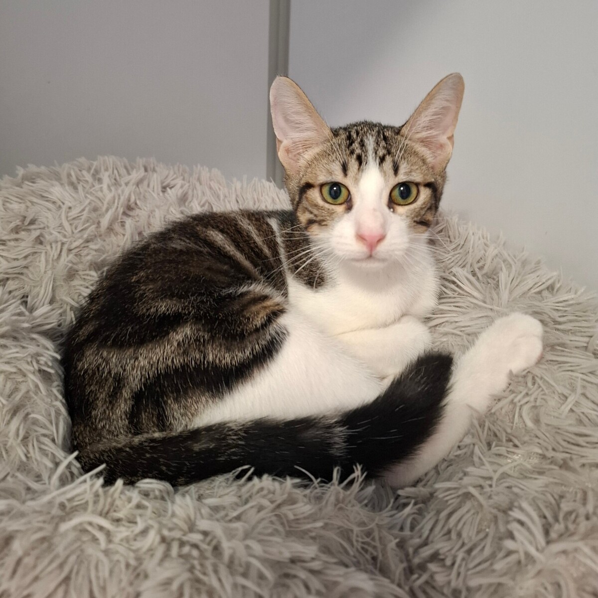Adoption BOMBAY