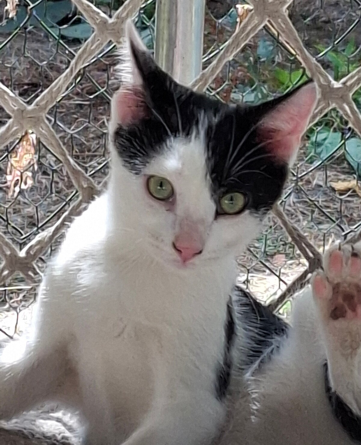 Adoption Buddy
