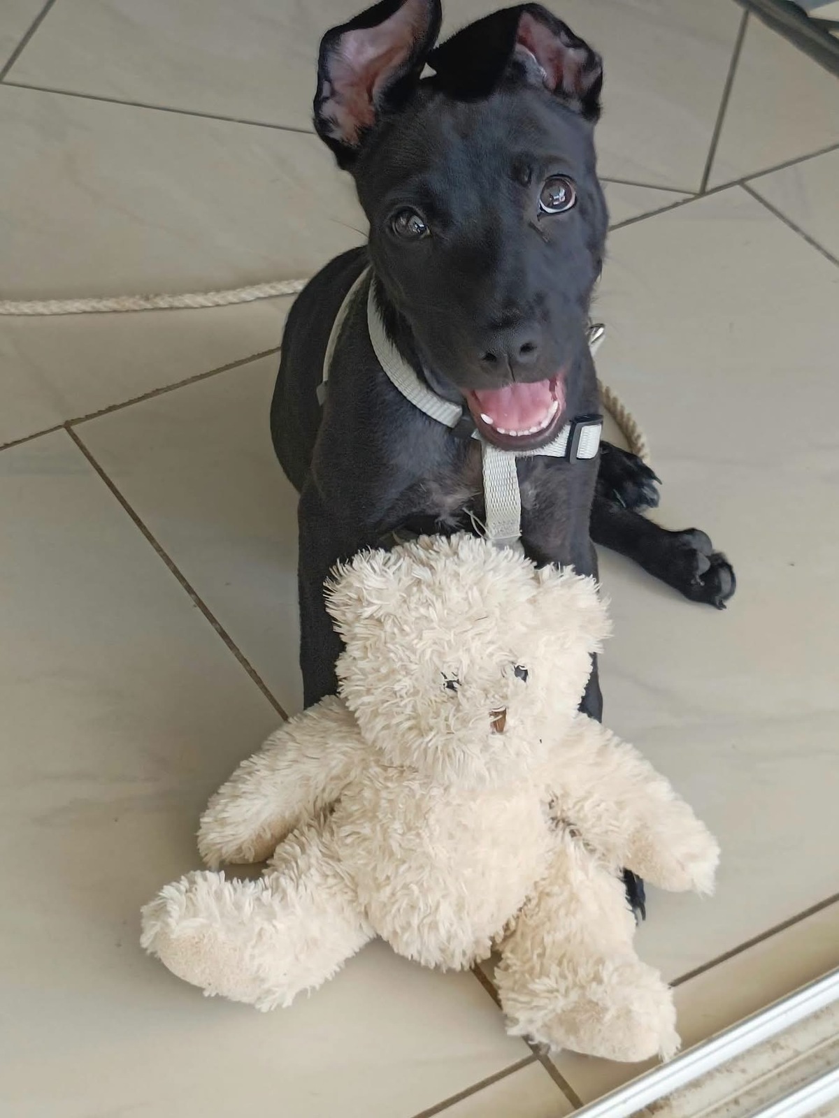 Adoption Lilou Pop