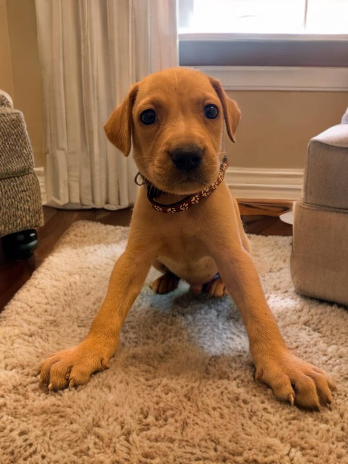 Adoption Aslan