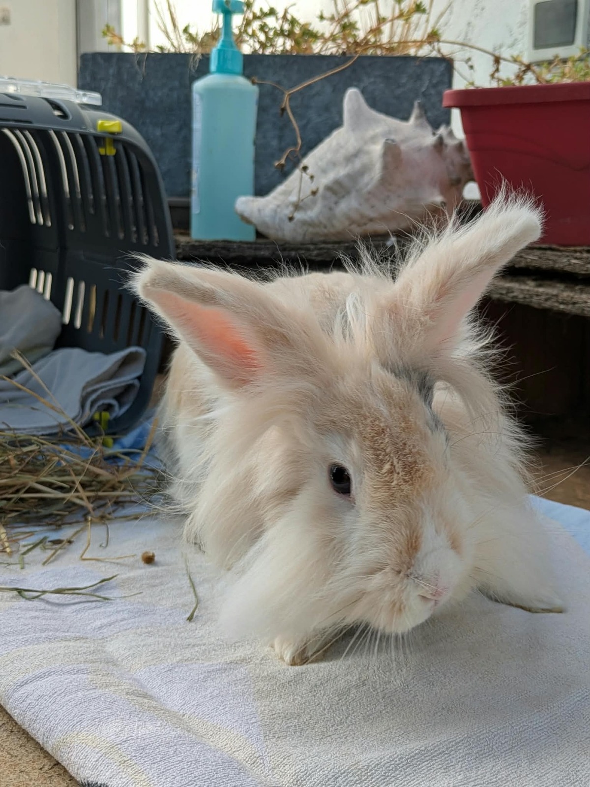 Adoption Lovely